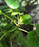 Image of Begonia salaziensis (Gaudich.) Warb.