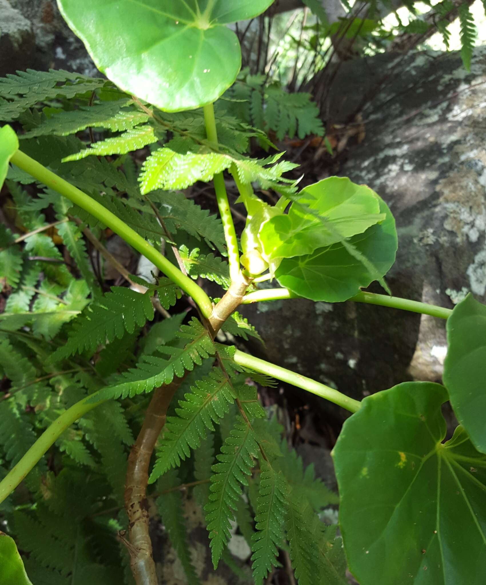 Image of Begonia salaziensis (Gaudich.) Warb.