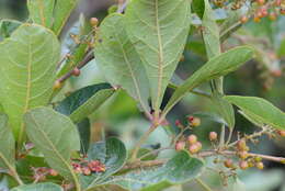 Image of Searsia rehmanniana var. glabrata (Sond.) Moffett