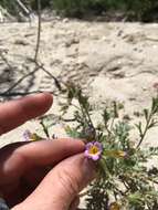 Image of twocolor phacelia