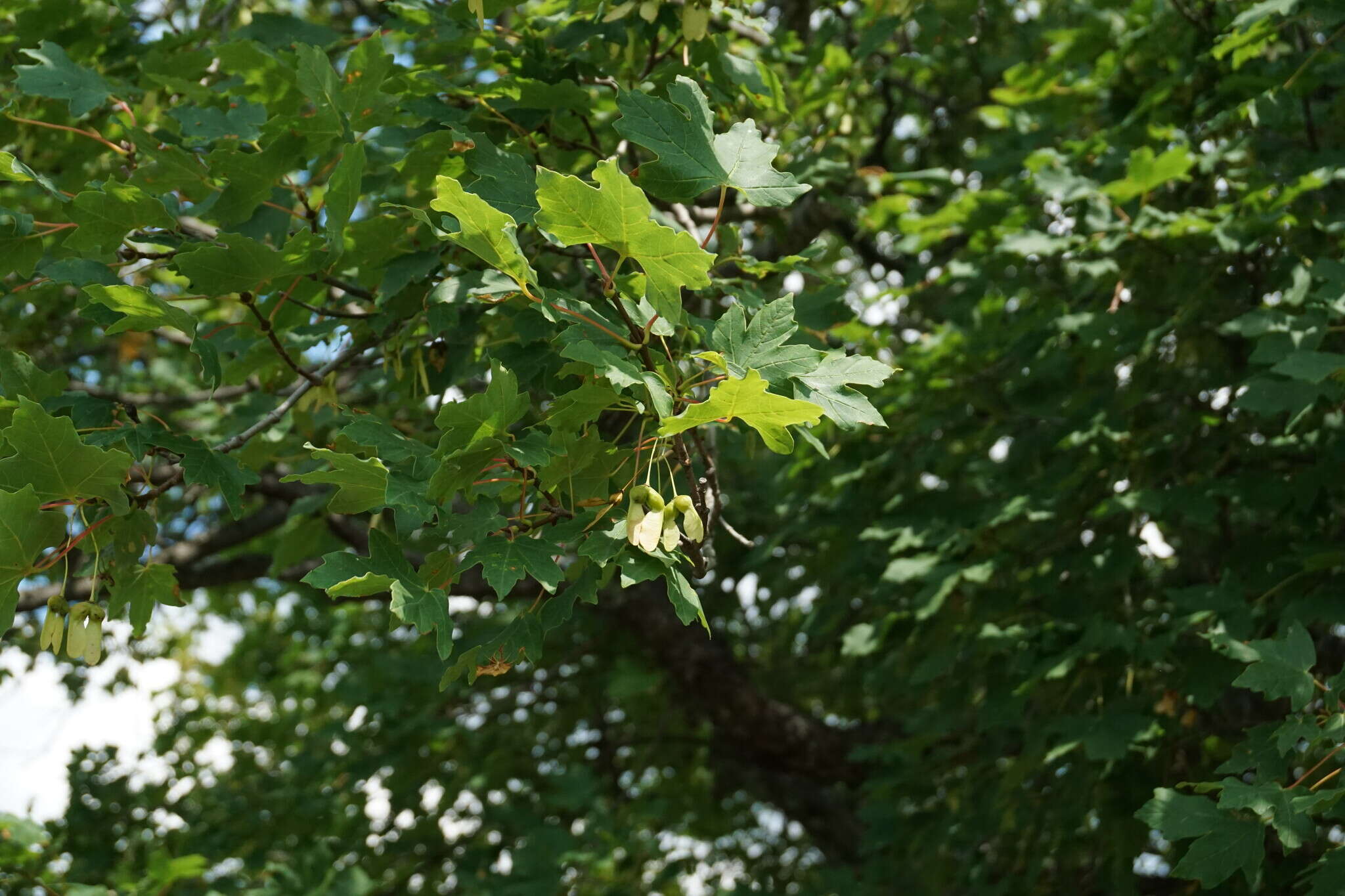 Acer hyrcanum subsp. stevenii (Pojark.) E. Murray resmi