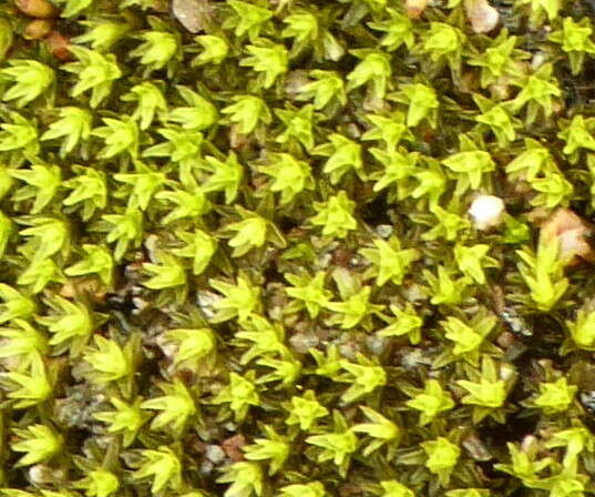 Image of racomitrium moss