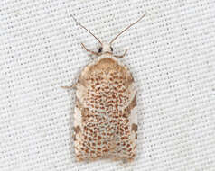 Image of Acleris cervinana Fernald 1882