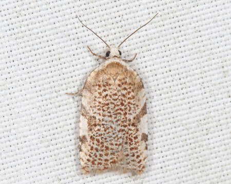 Image of Acleris cervinana Fernald 1882