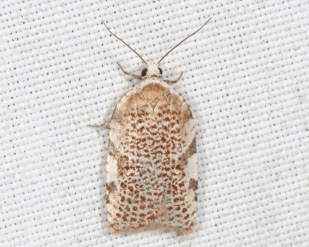 Image of Acleris cervinana Fernald 1882