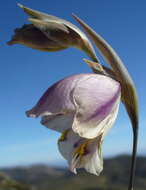 Image of Gladiolus patersoniae F. Bolus