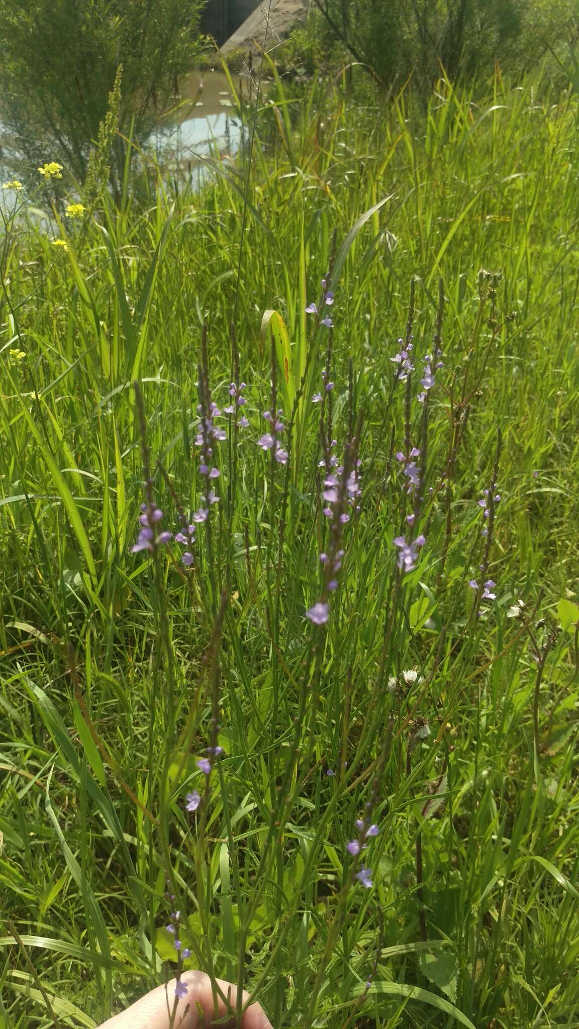 Image of Texas vervain