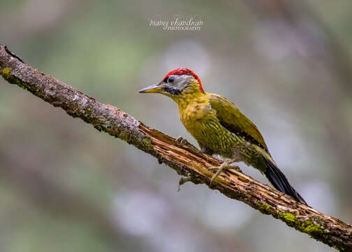 Picus vittatus Vieillot 1818 resmi