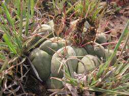 Image of Thelocactus hexaedrophorus subsp. hexaedrophorus