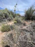 Image de Asclepias rusbyi (Vail) R. E. Woodson