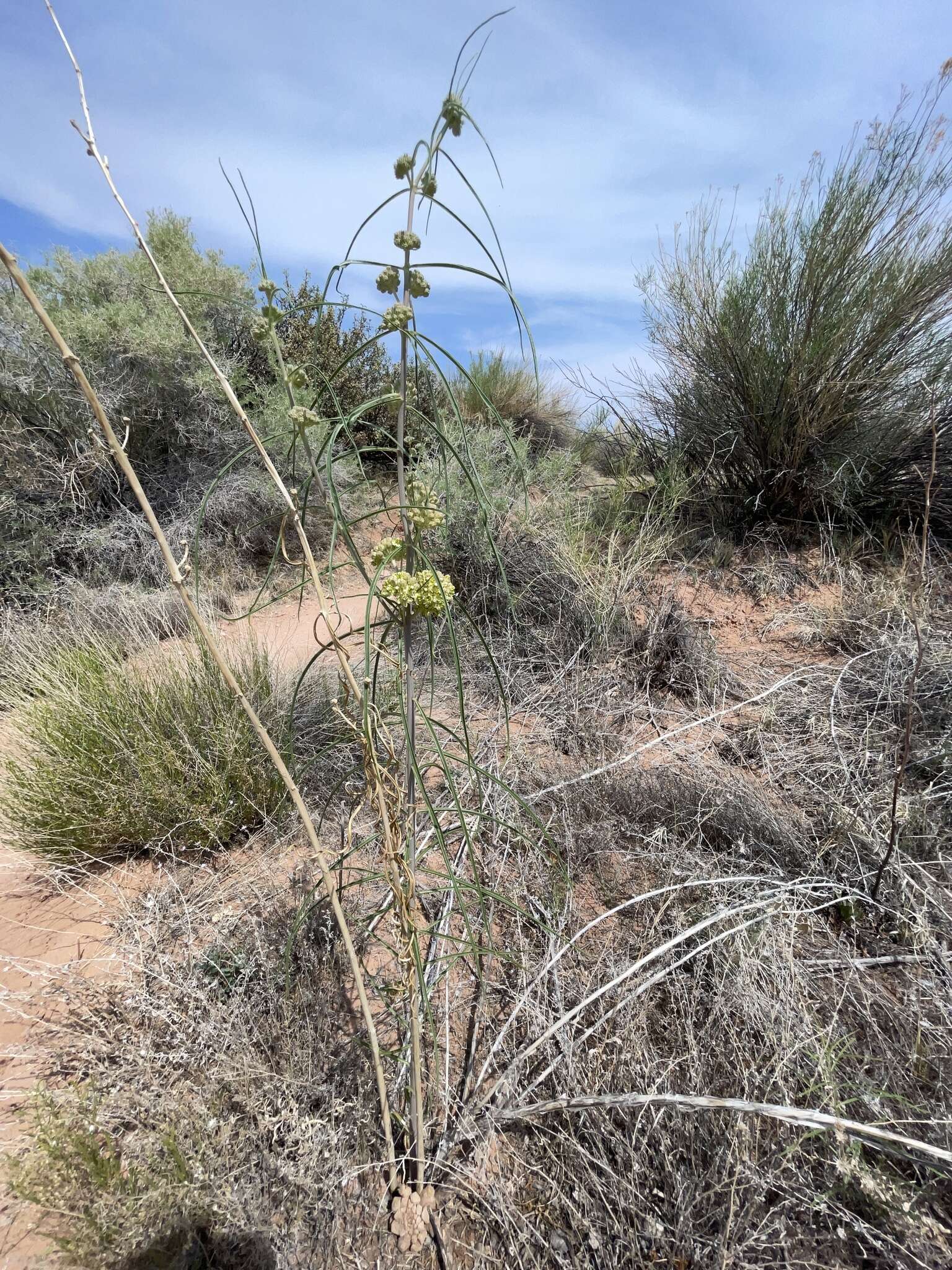 Image de Asclepias rusbyi (Vail) R. E. Woodson