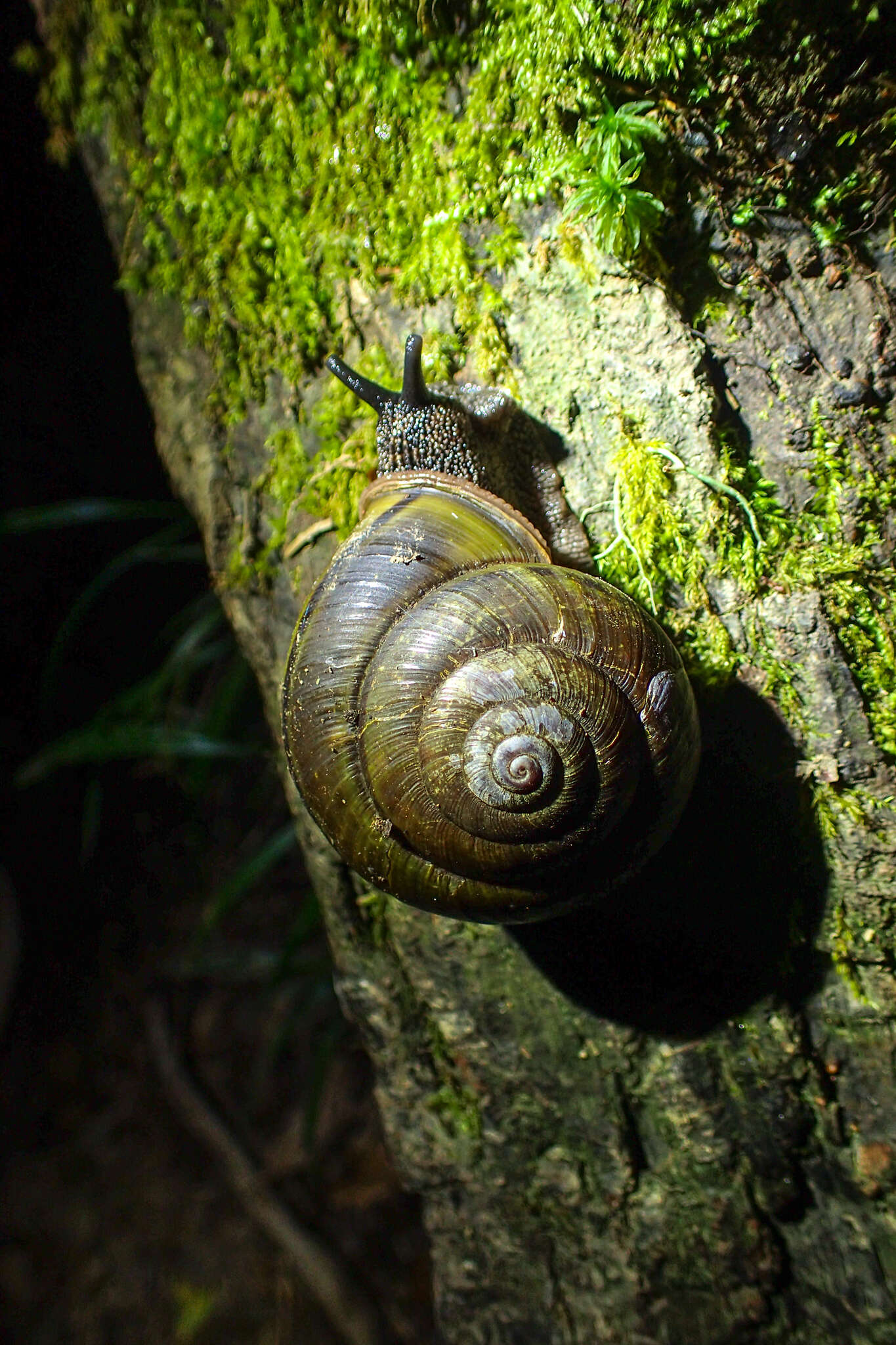 صورة <i>Satsuma arisana takahasii</i>