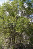 Image of Backhousia angustifolia F. Müll.