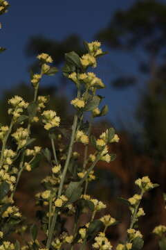 صورة Baccharis glomeruliflora Pers.