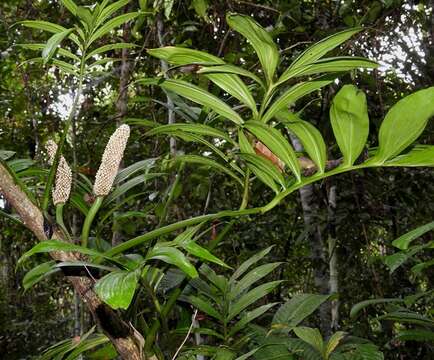 Image of Monstera subpinnata (Schott) Engl.