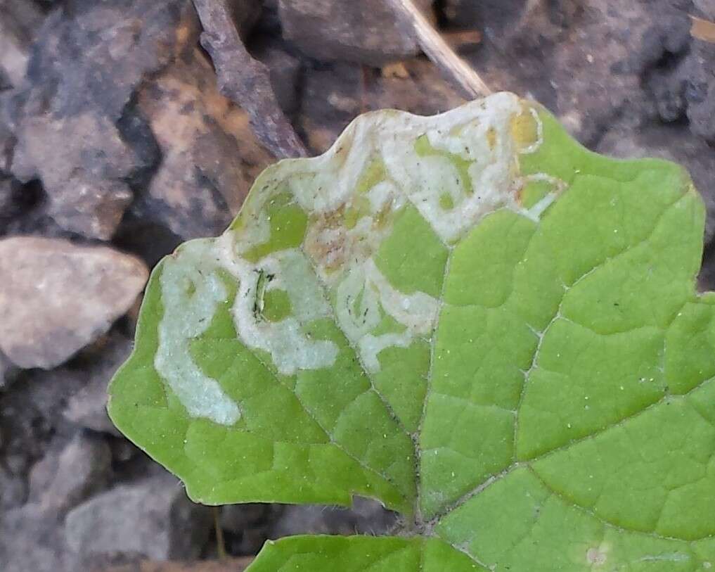 Image of Serpentine leaf miner