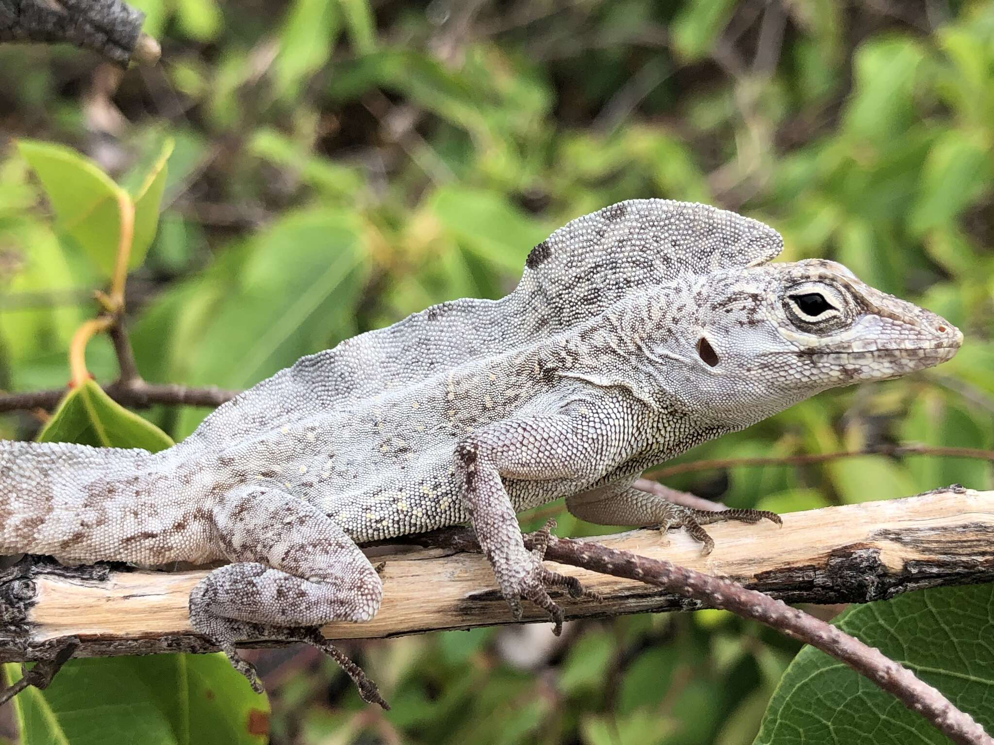 Image of Cook's Anole