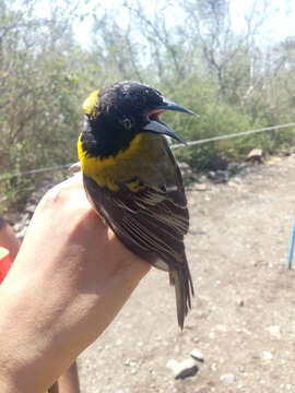 Image of Audubon's Oriole