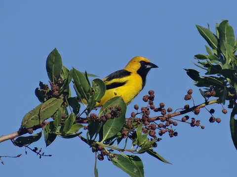 Imagem de Icterus mesomelas (Wagler 1829)