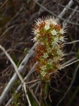 Image of Echiostachys incanus (Thunb.) Levyns