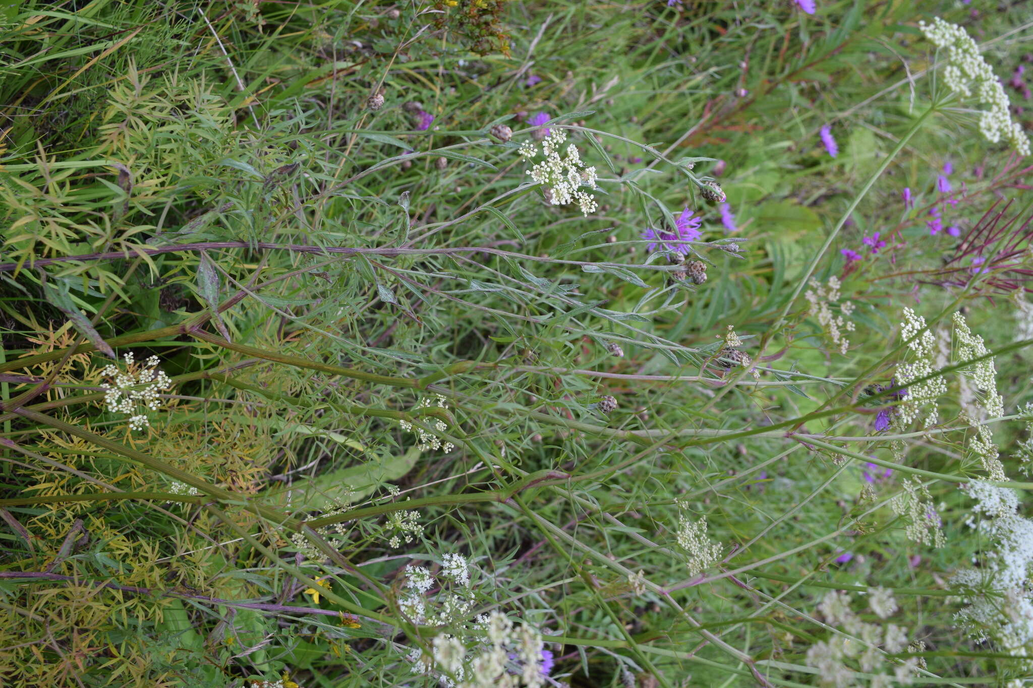 Image of Cenolophium denudatum (Fisch. & Hornem.) Tutin