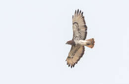 Image of African Red-tailed Buzzard