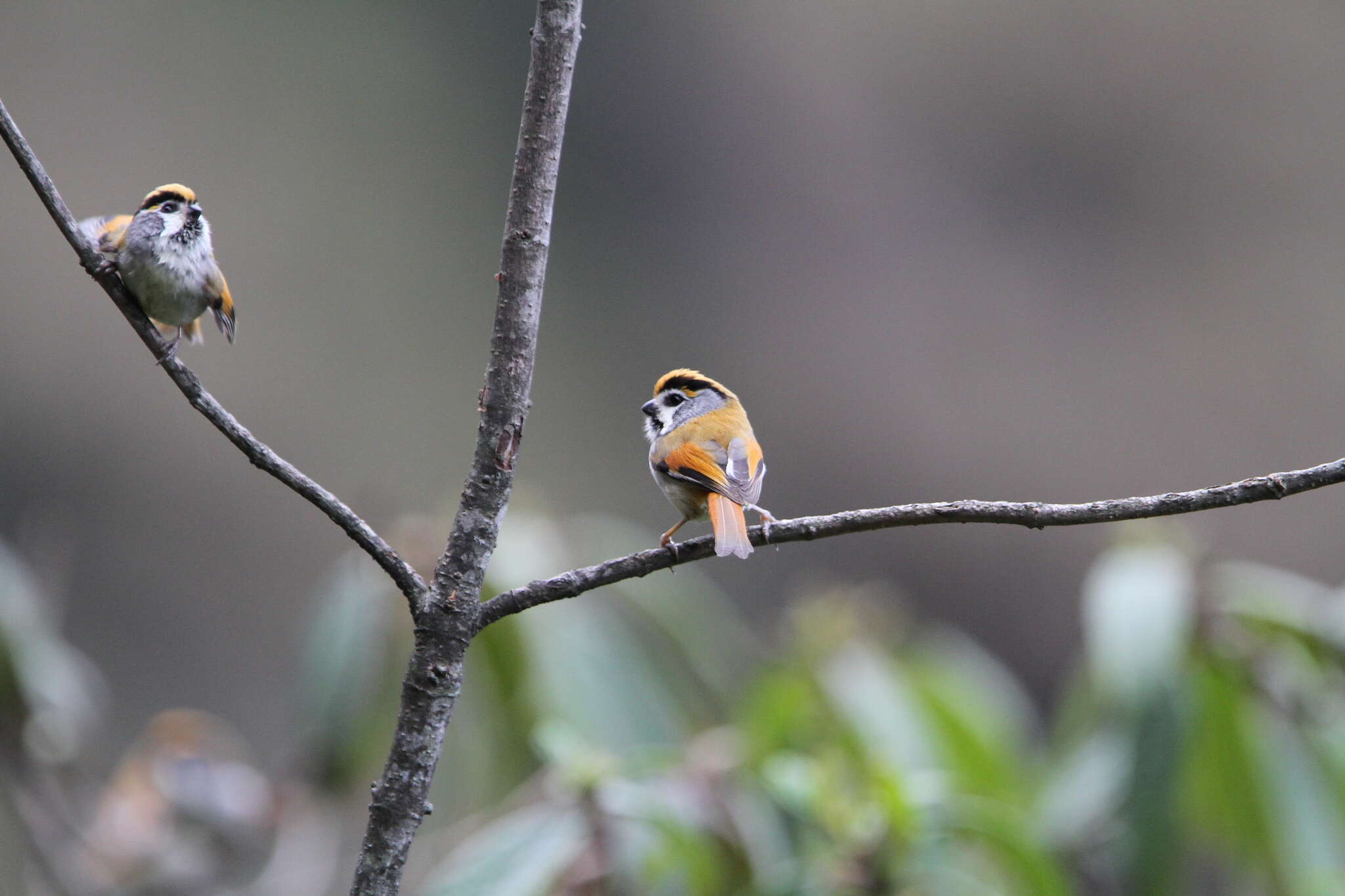 Image of Black-throated Parrotbill