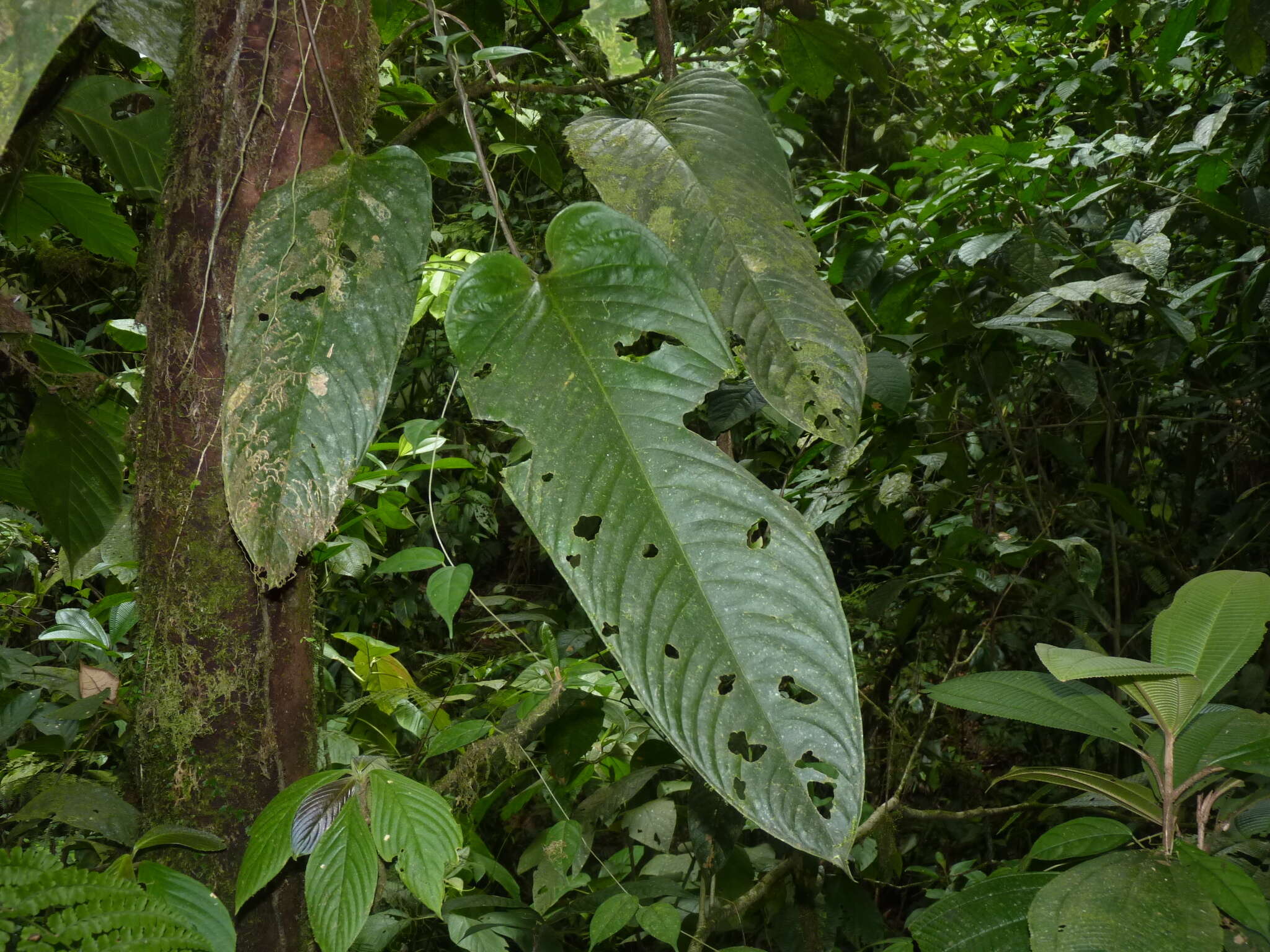 Imagem de Anthurium talamancae Engl.