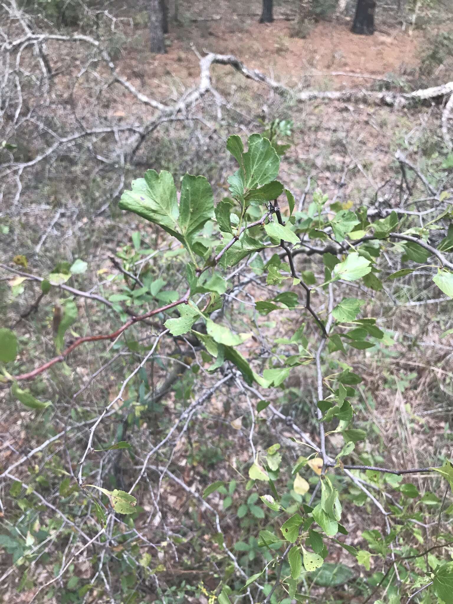 Imagem de Crataegus alabamensis Beadle