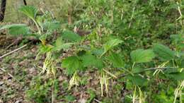 Image of Missouri gooseberry