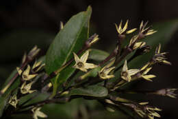 صورة Cestrum auriculatum L'Herit.