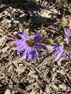 Image of eastern showy aster