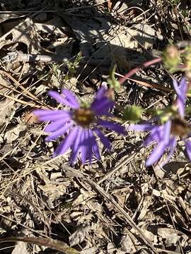 Image of eastern showy aster