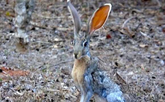 Image of Antelope Jackrabbit