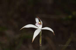 Image of Pink candy orchid