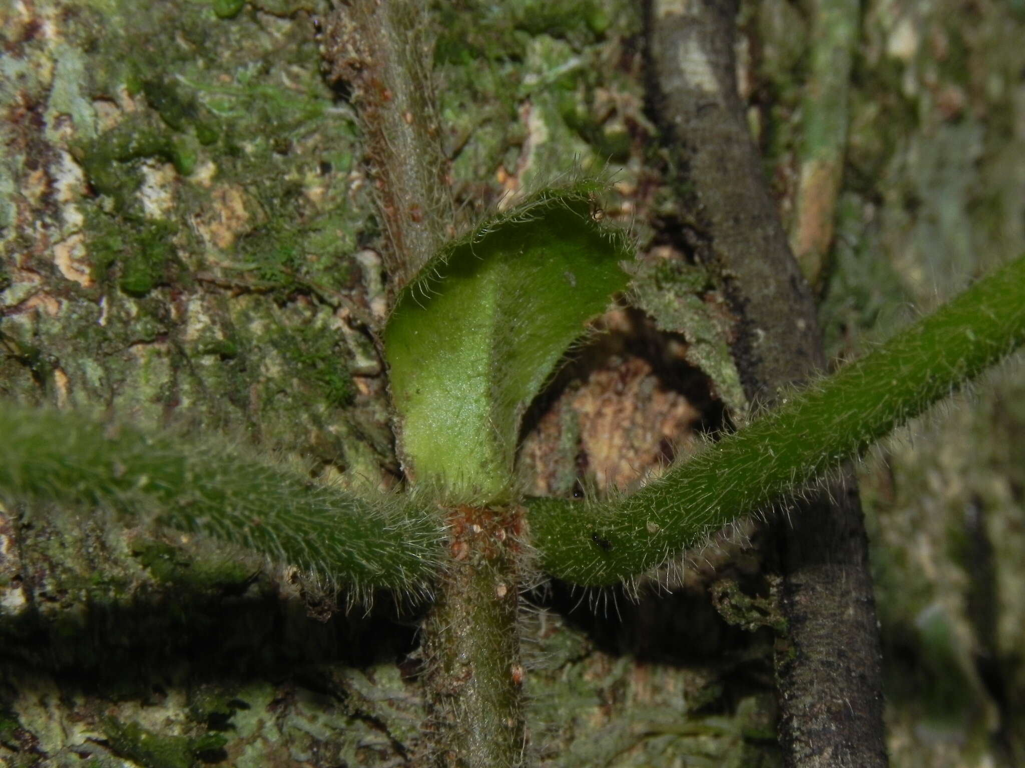 Image de Malanea erecta Seem.