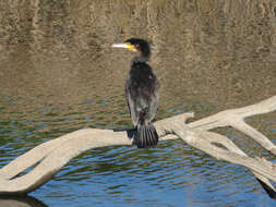 Image of Phalacrocorax carbo hanedae Kuroda & Nagamichi 1925