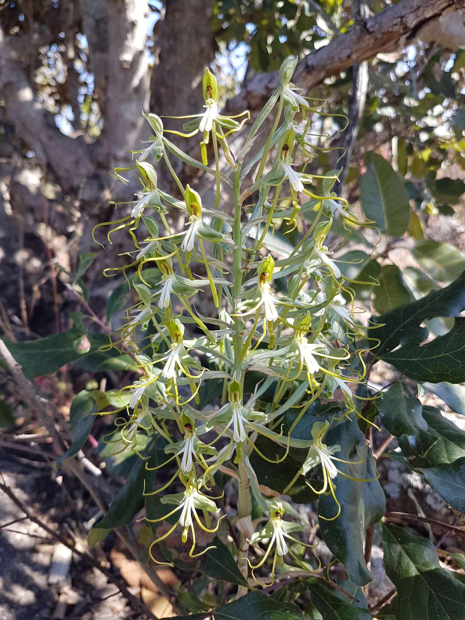 Bonatea porrecta (Bolus) Summerh. resmi