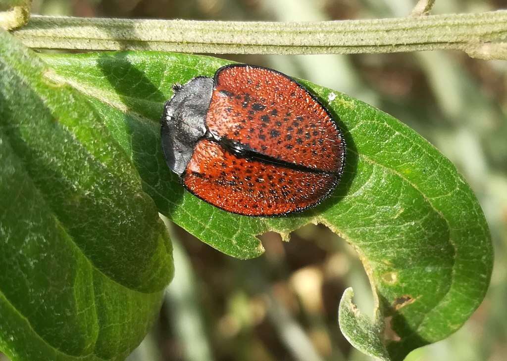 صورة Cyrtonota gibbera Borowiec 1989