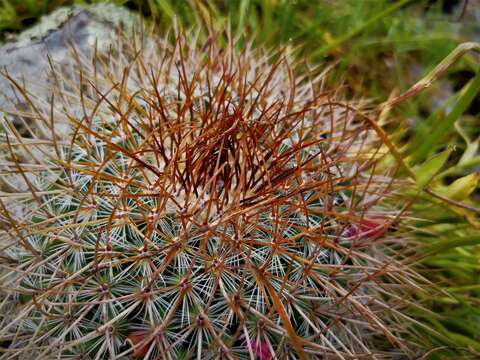 Mammillaria rhodantha subsp. rhodantha的圖片