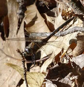 Image of Beaverpond Baskettail