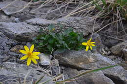 Image of northern groundsel