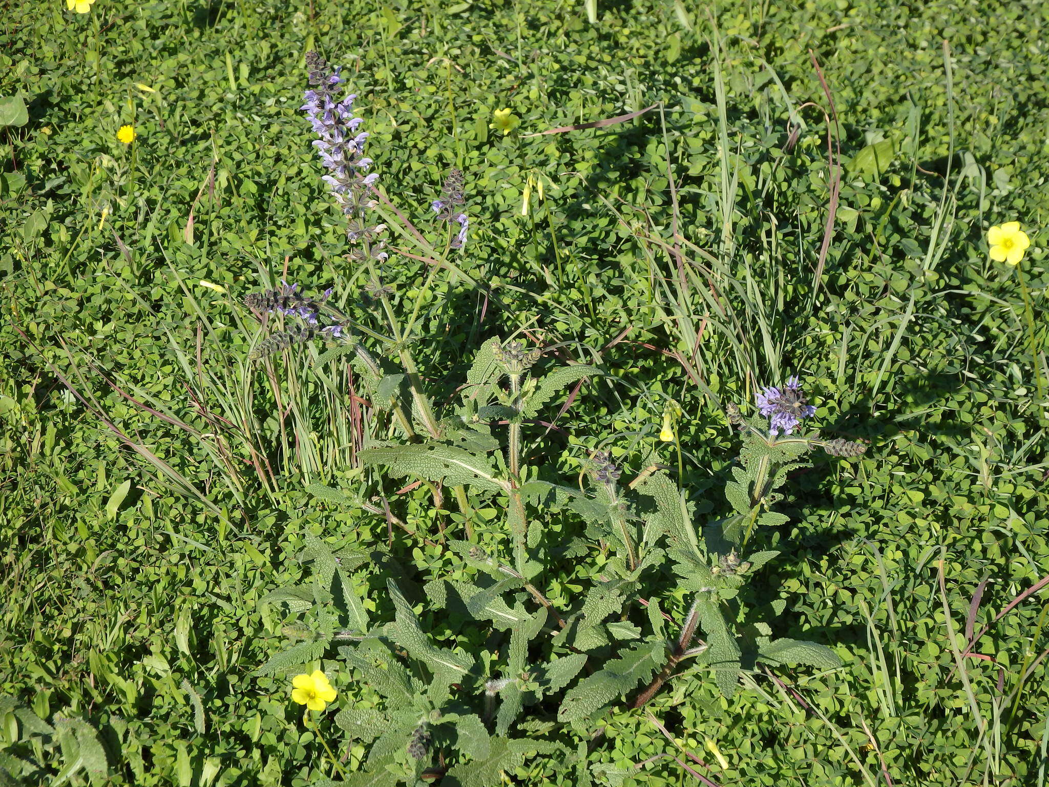 Image of verbena sage