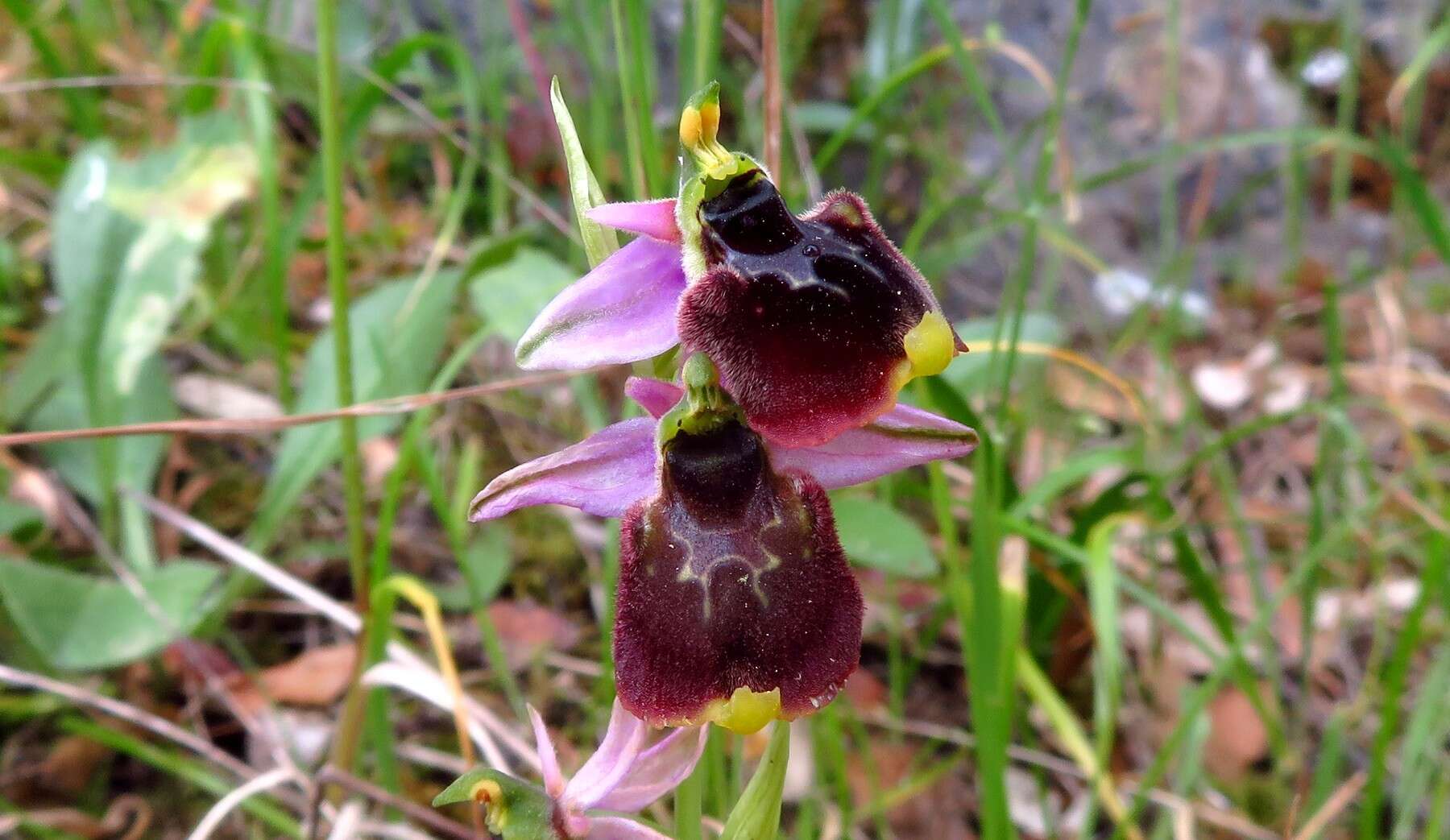 Image of Ophrys fuciflora subsp. chestermanii (J. J. Wood) H. Blatt & W. Wirth