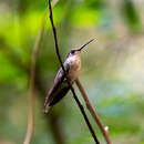 Image of Dry-forest Sabrewing