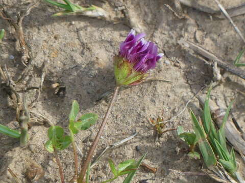 Imagem de Trifolium barbigerum Torr.