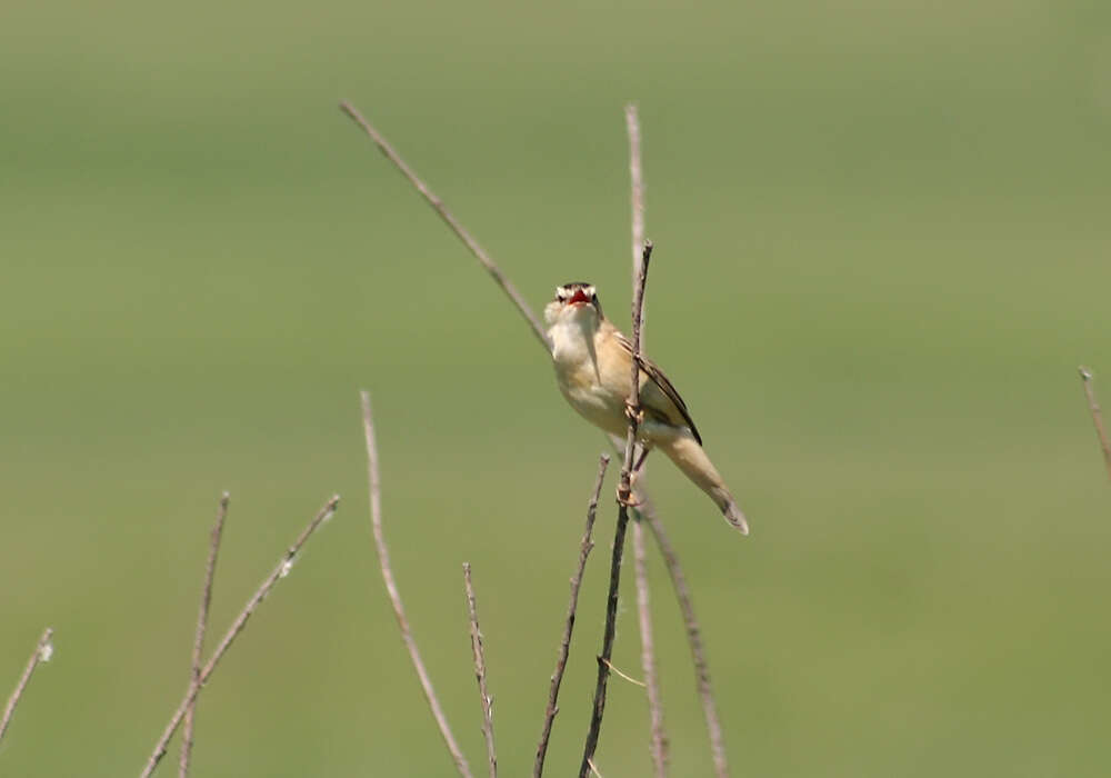 Image of Sedge Warbler