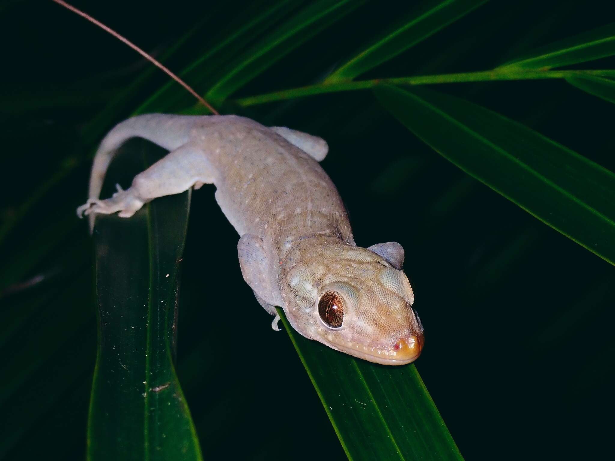 Image of Oceania Gecko