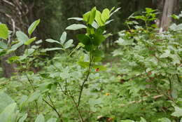 Слика од Lonicera utahensis S. Wats.