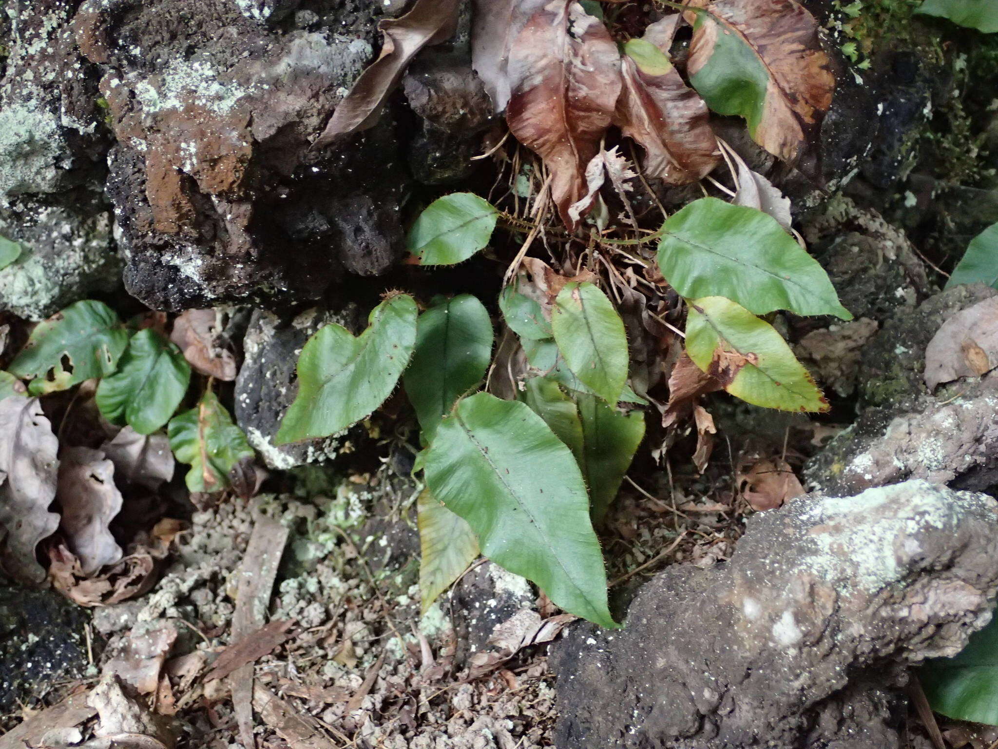 Image of Elaphoglossum hybridum (Bory) Brack.